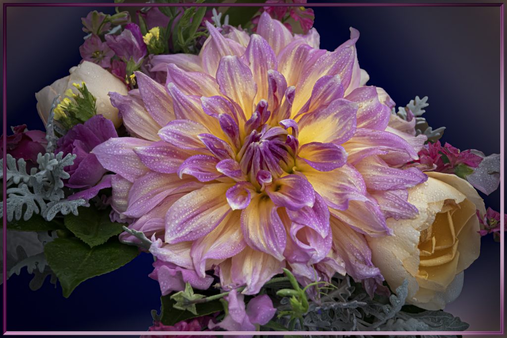 Dewey Dahlia - Barbara Tricarico